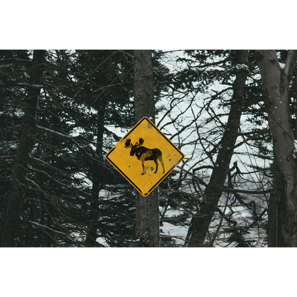 A yellow and black Moose Crossing Sign hung up on a tree in a snowy forest.