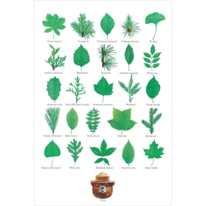 Smokey Bear Leaves sign with different kinds of leaves.