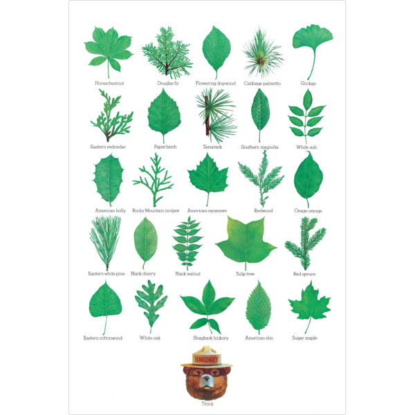 Smokey Bear Leaves sign with different kinds of leaves.