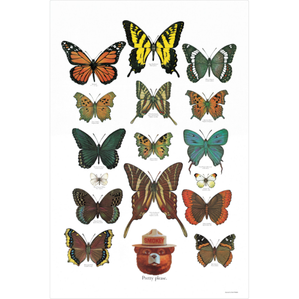 Smokey Bear Butterflies wall art with many different kinds of butterflies.