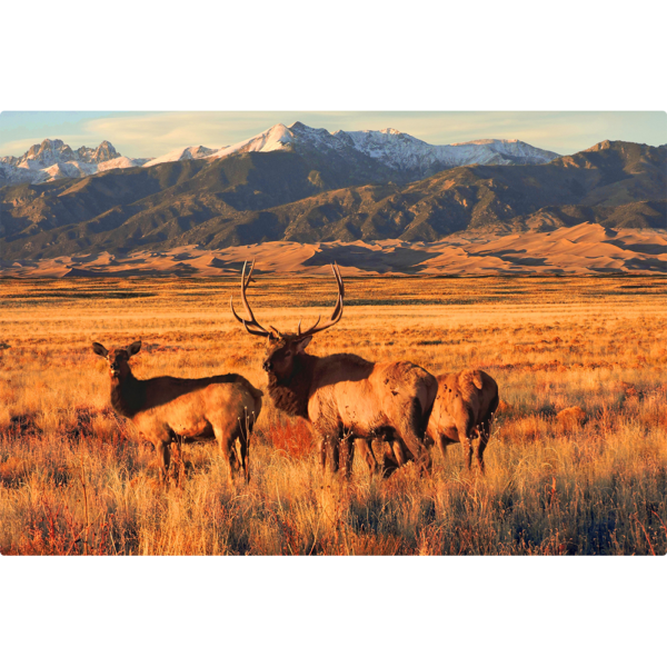 Wild life scene, with Elks in the foreground, looking toward the snow capped mountains of the preserve.