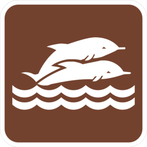 Two dolphins swimming