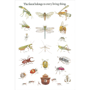 Smokey Bear Insects- Educational Series - Insects wall art image of a poster filled with insects with Smokey's image at the bottom reading